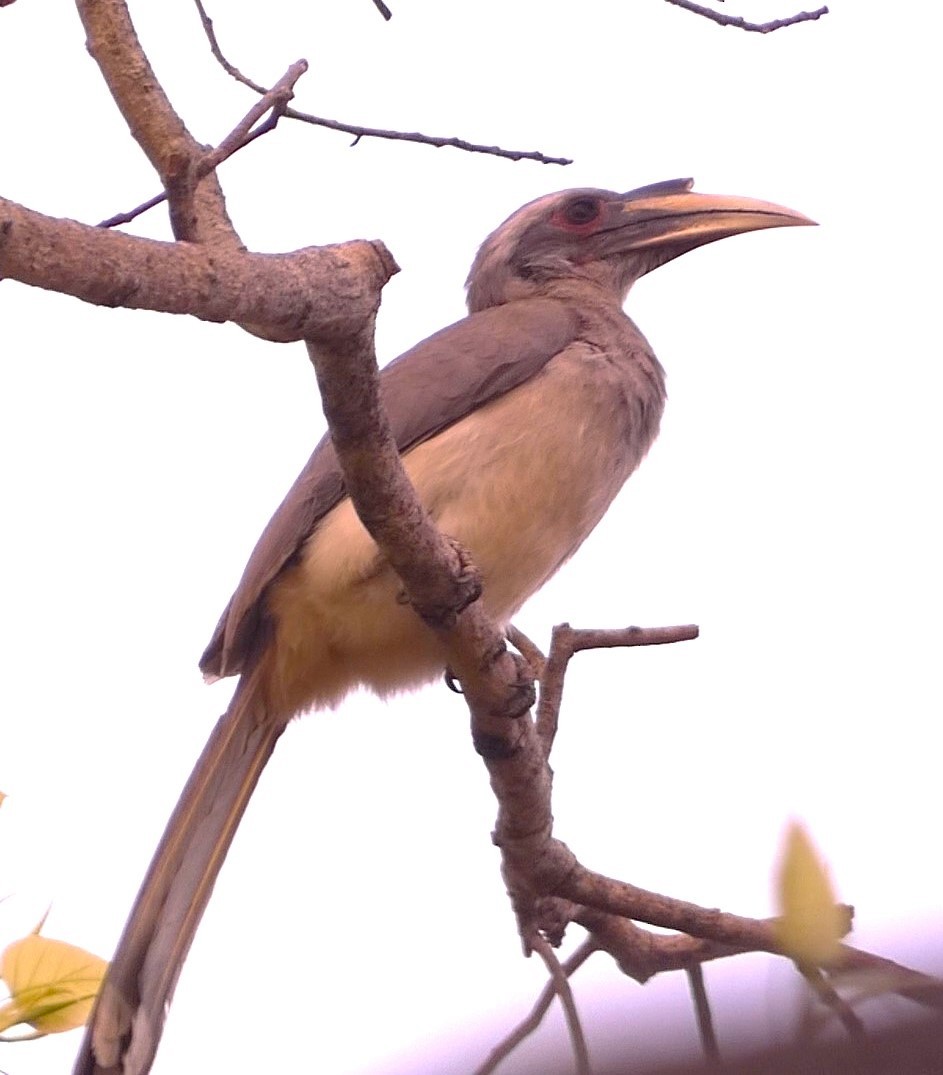 Indian Gray Hornbill - ML617295337