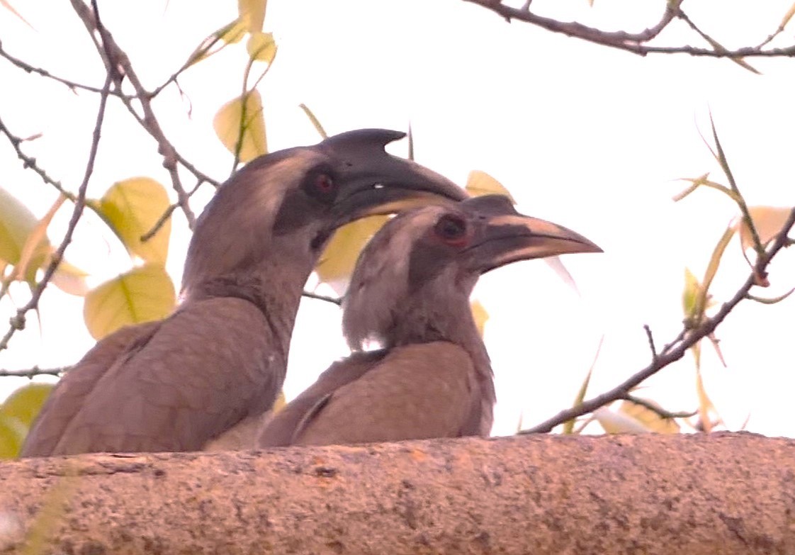 Indian Gray Hornbill - ML617295338