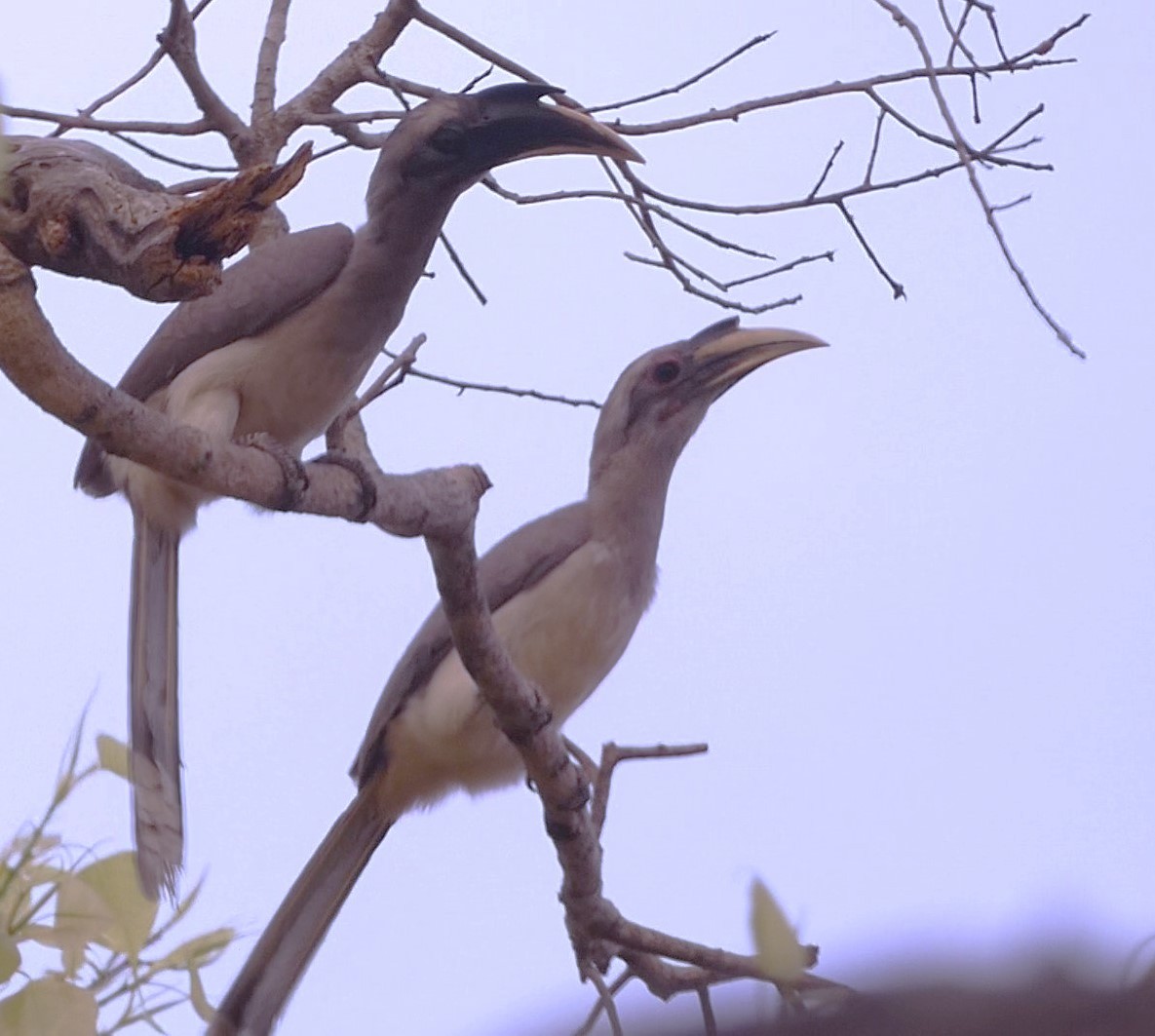 Indian Gray Hornbill - Santharam V