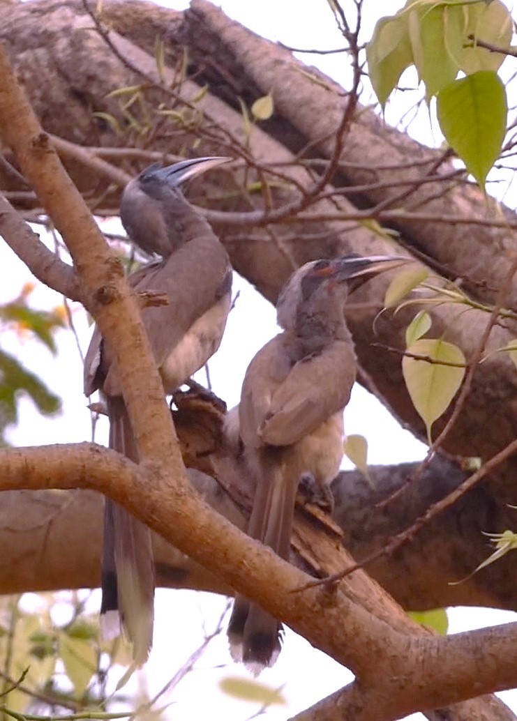 Indian Gray Hornbill - ML617295341