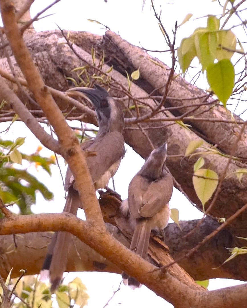 Indian Gray Hornbill - ML617295342