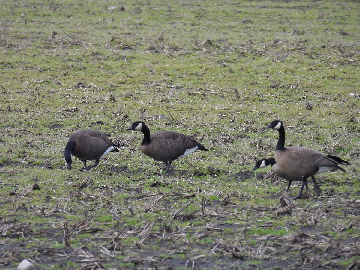 berneška velká (ssp. occidentalis/fulva) - ML617295425