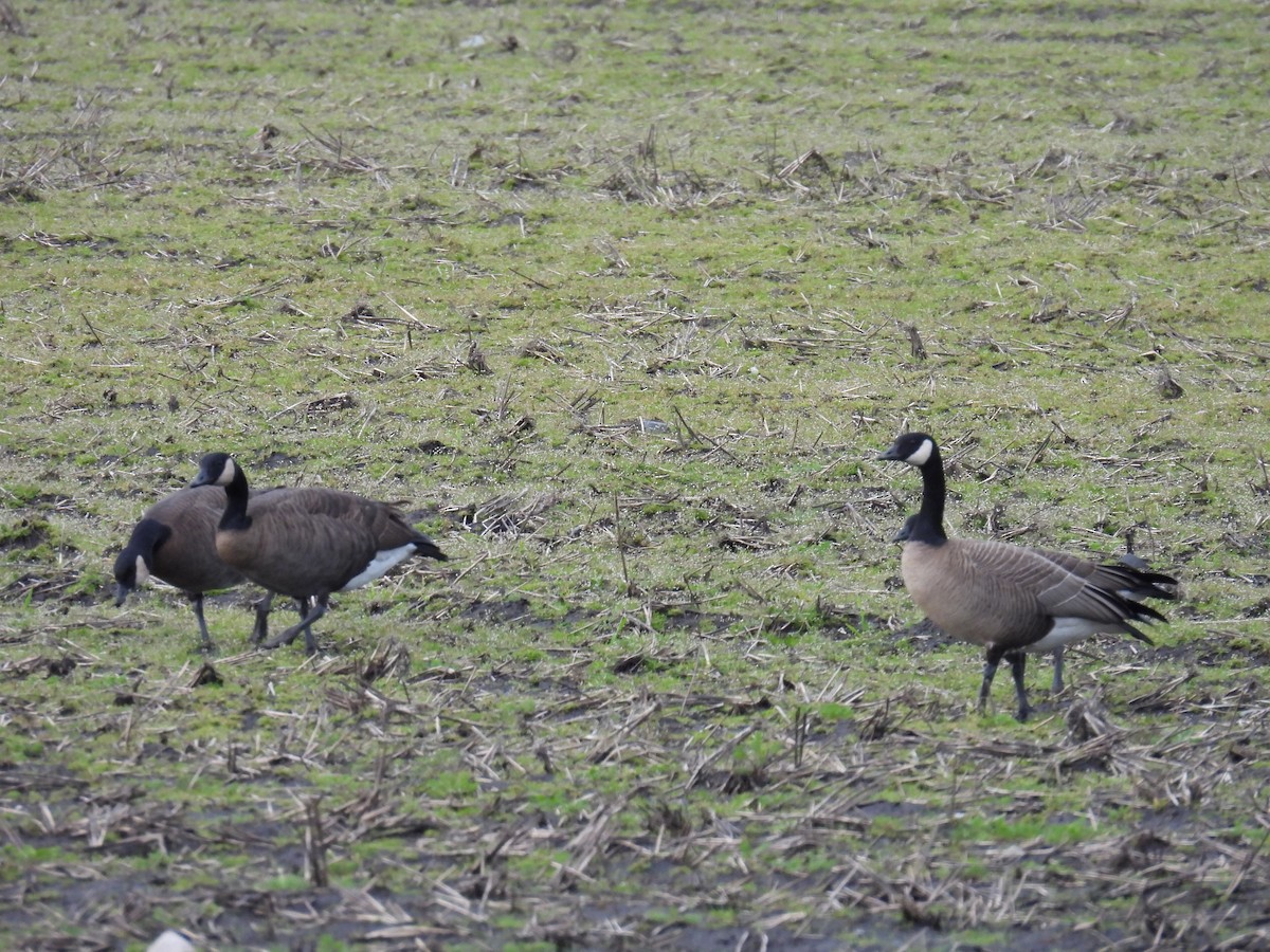 berneška velká (ssp. occidentalis/fulva) - ML617295426