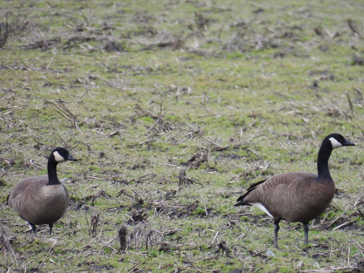 Barnacla Canadiense Grande (occidentalis/fulva) - ML617295430