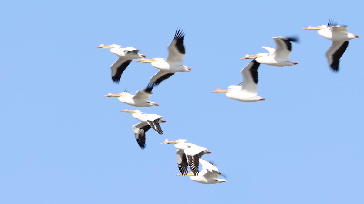 American White Pelican - ML617295455