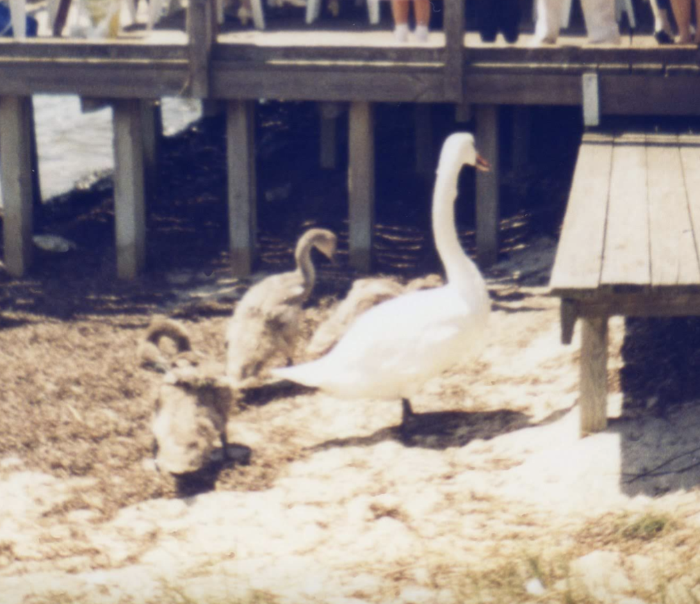 Mute Swan - ML617295477