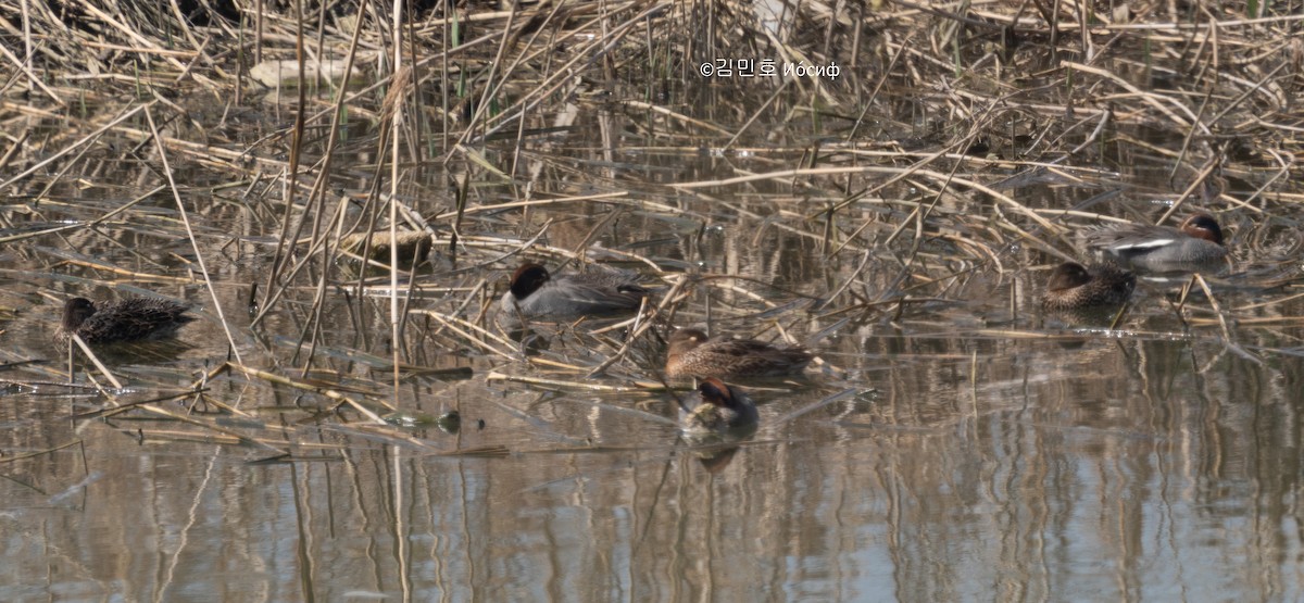 Green-winged Teal (Eurasian) - ML617295483