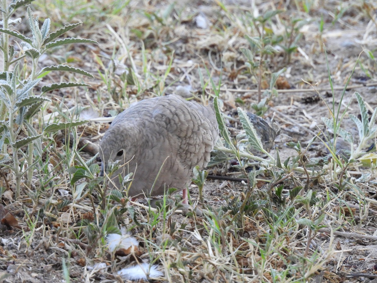 Inca Dove - ML617295499