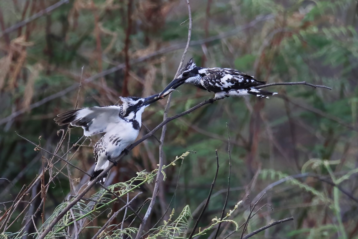 Pied Kingfisher - ML617295536