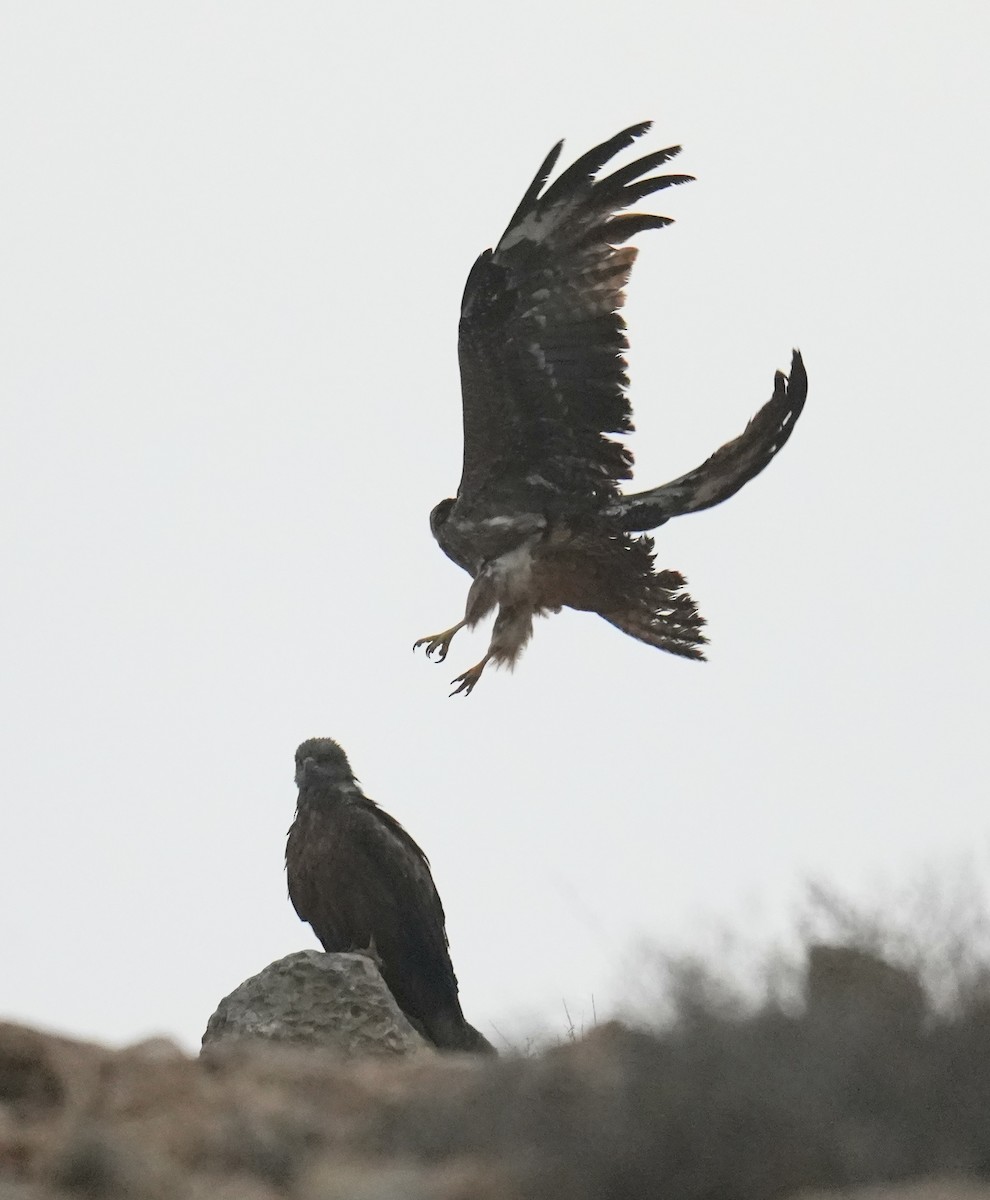 Black Kite - Phyllis Weintraub