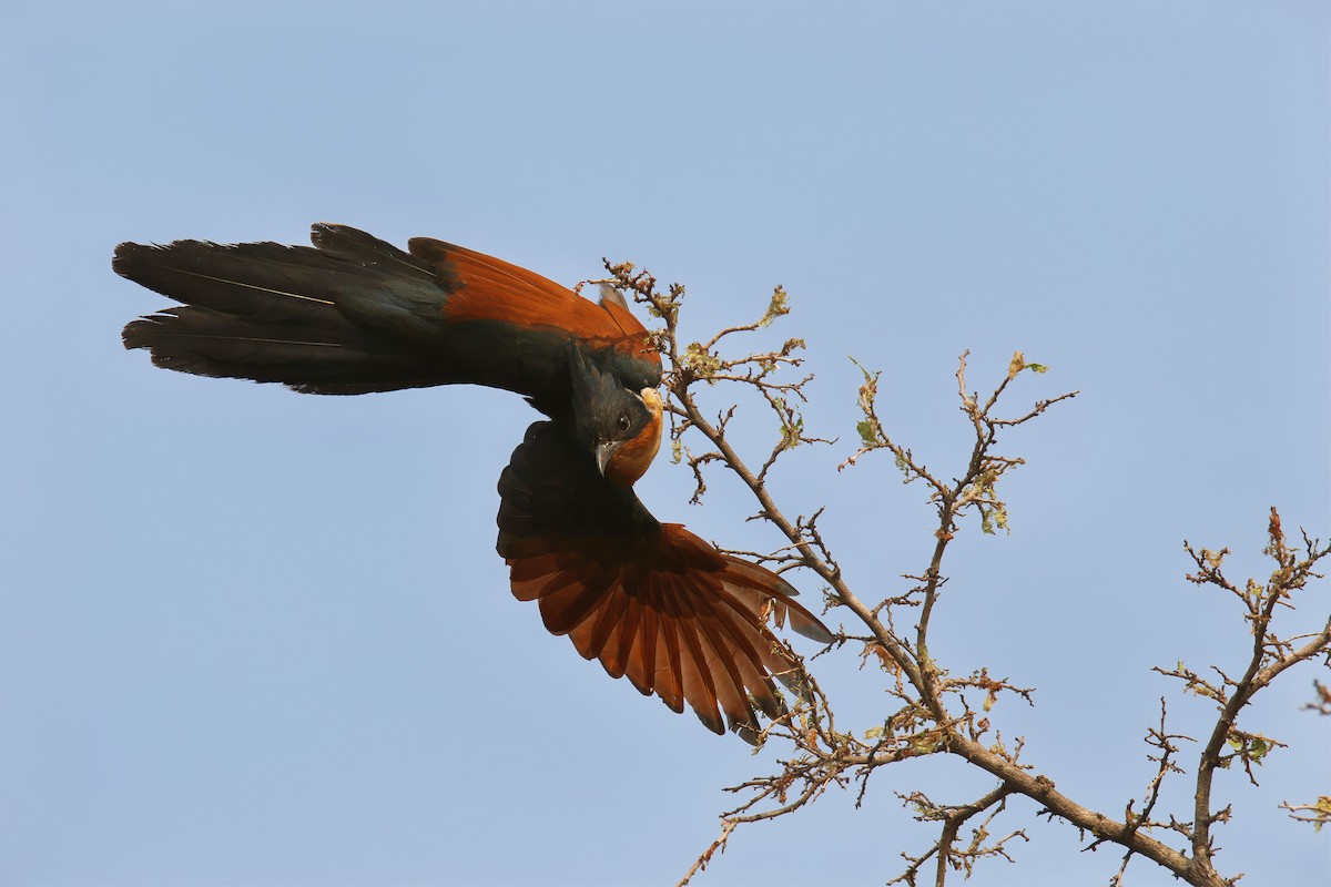 Chestnut-winged Cuckoo - ML617295573