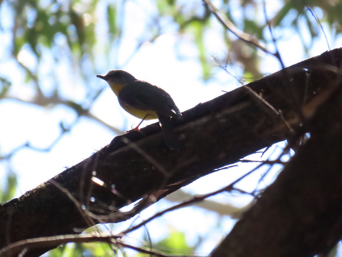 Eastern Yellow Robin - Ben Ward