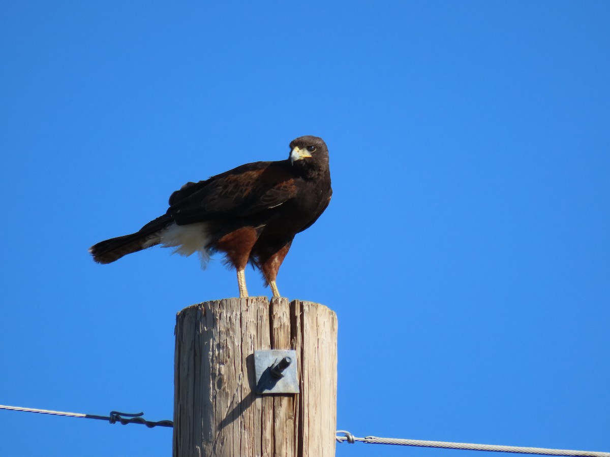 Harris's Hawk - ML617295596