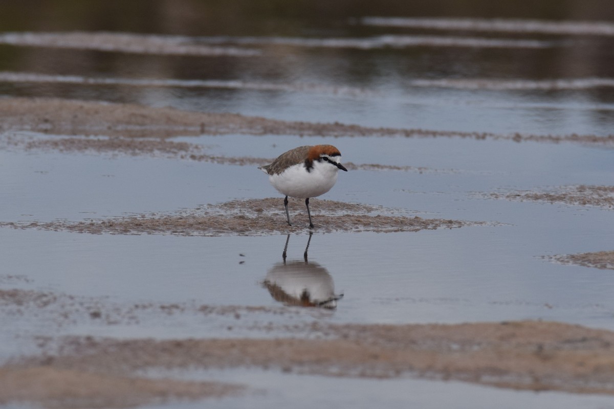Red-capped Plover - ML617295775