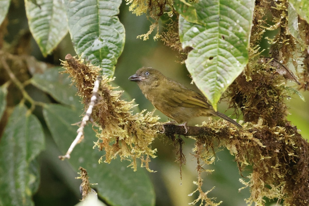 Ochre-breasted Tanager - Jim Parrish