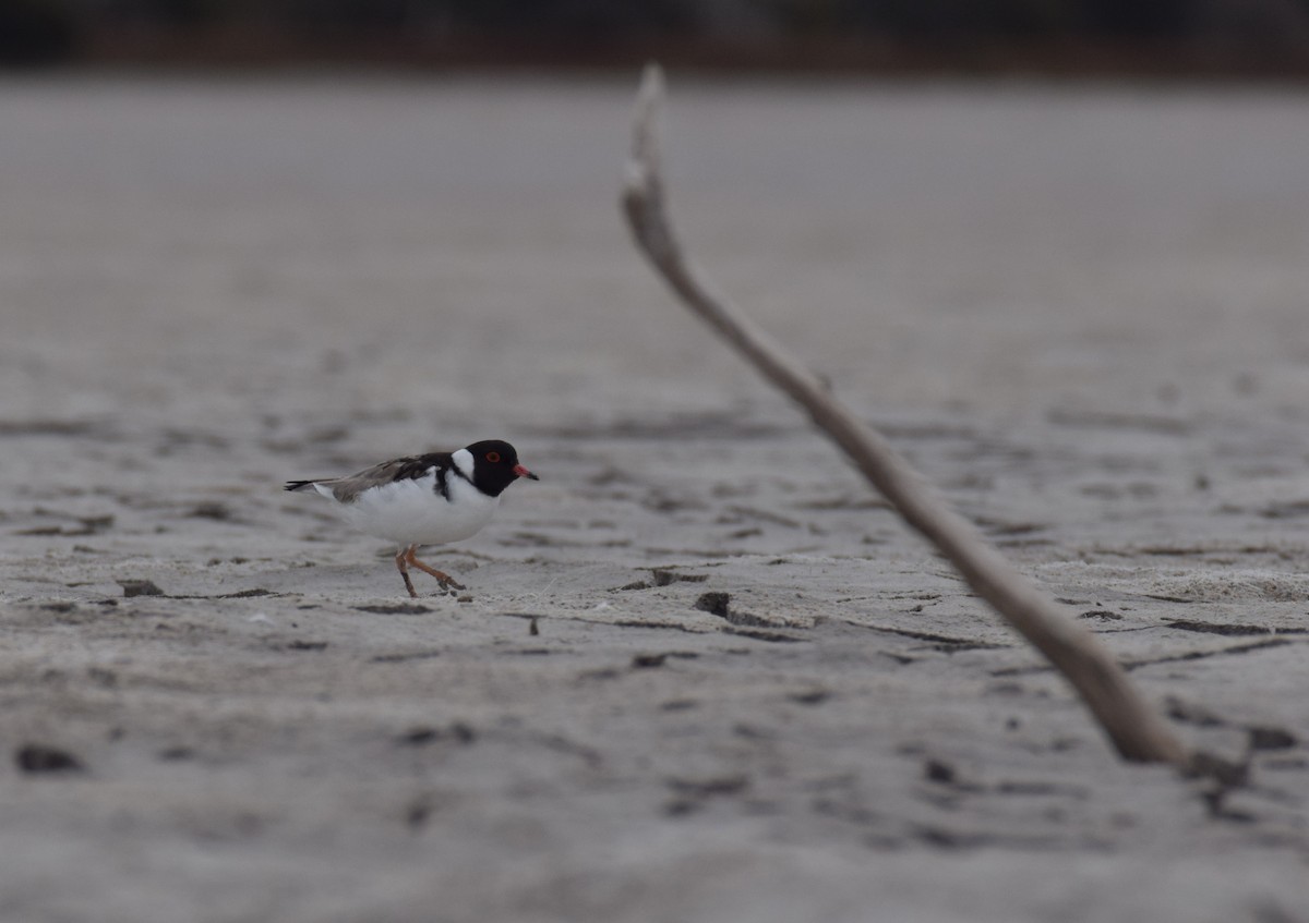 Hooded Plover - ML617295781