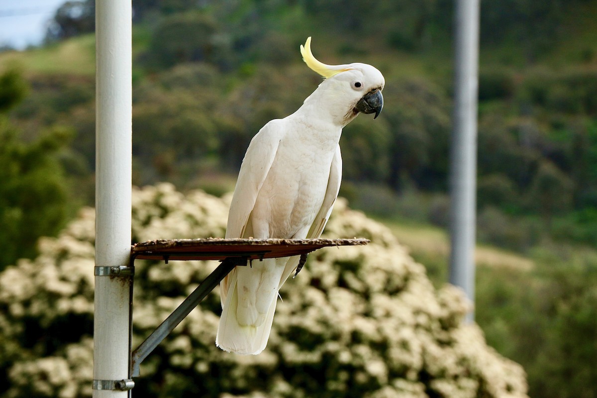 Sulphur-crested Cockatoo - ML617295913