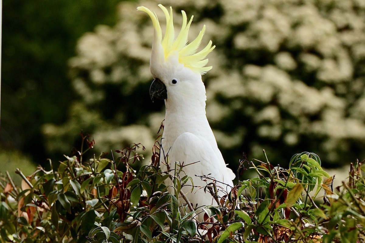 Sulphur-crested Cockatoo - ML617295914