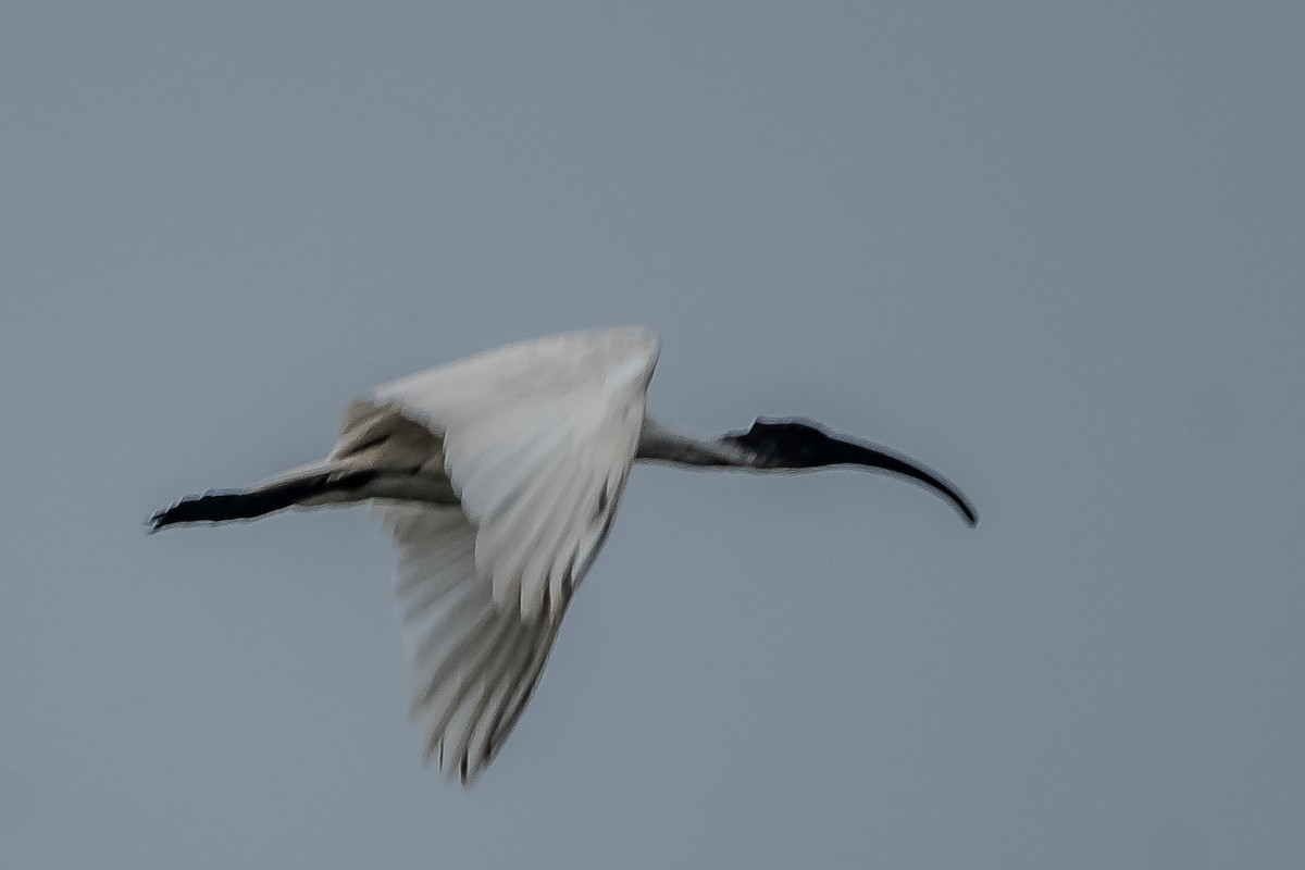 ibis černohlavý - ML617295952