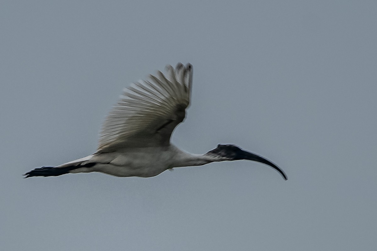 ibis černohlavý - ML617295953