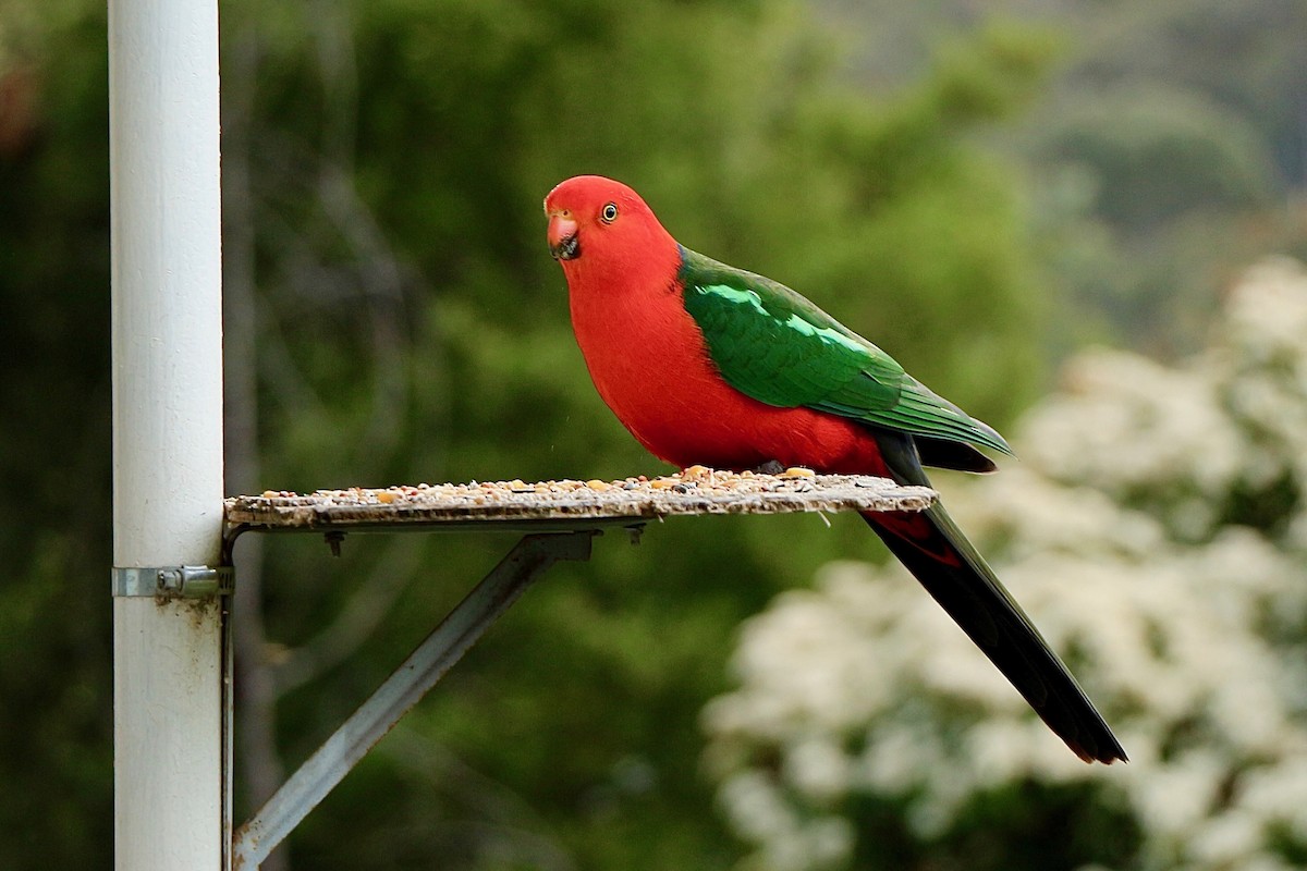 Australian King-Parrot - ML617295955