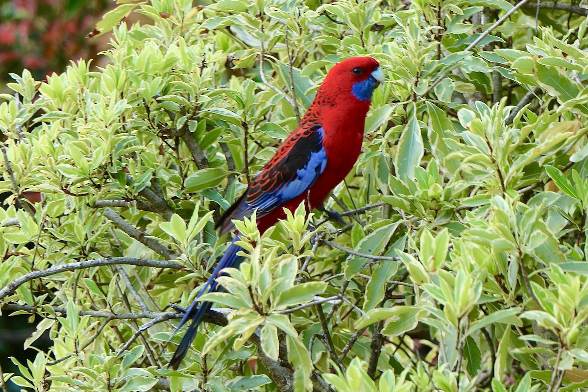 Crimson Rosella - ML617295990