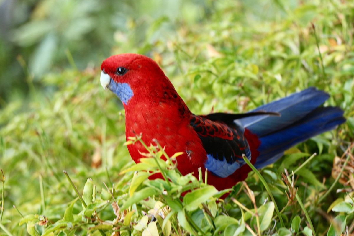 Crimson Rosella - ML617295991