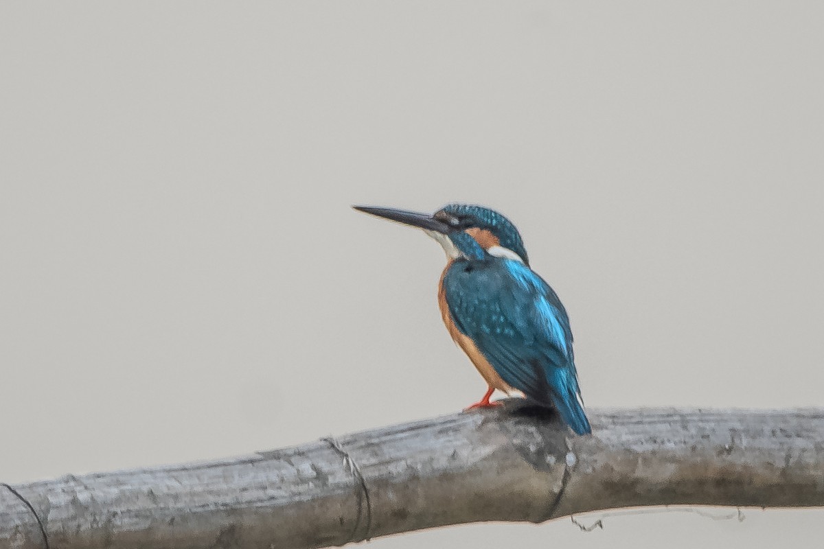 Common Kingfisher - ML617295998