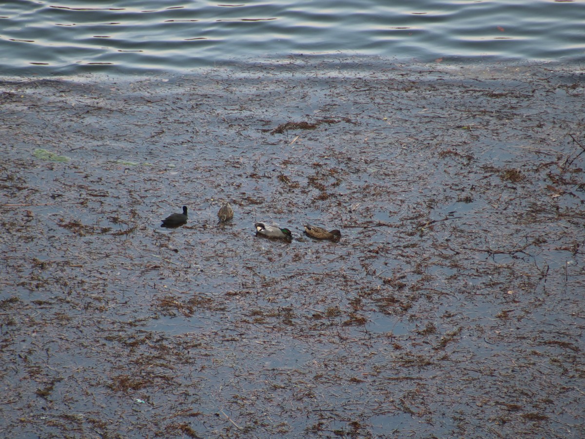 Falcated Duck - ML617296001