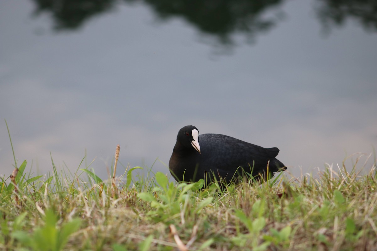 Eurasian Coot - ML617296002