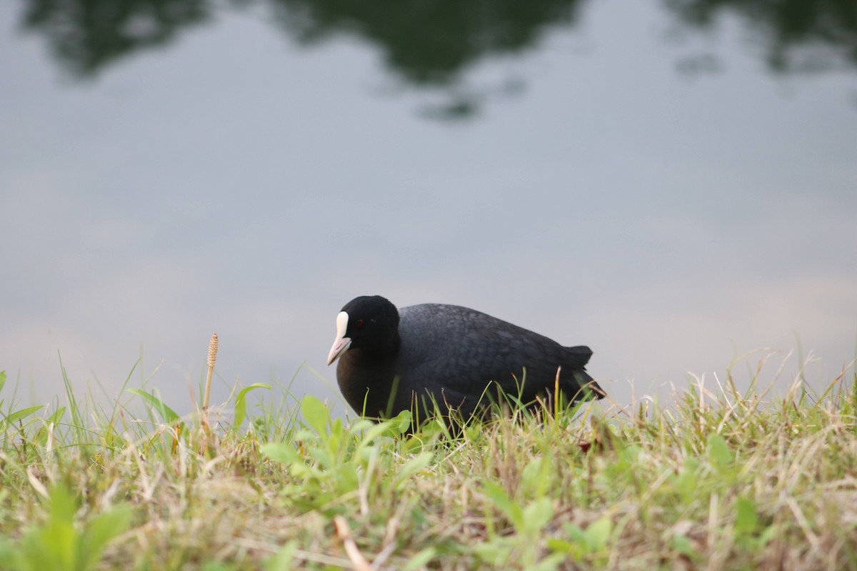 Eurasian Coot - ML617296004