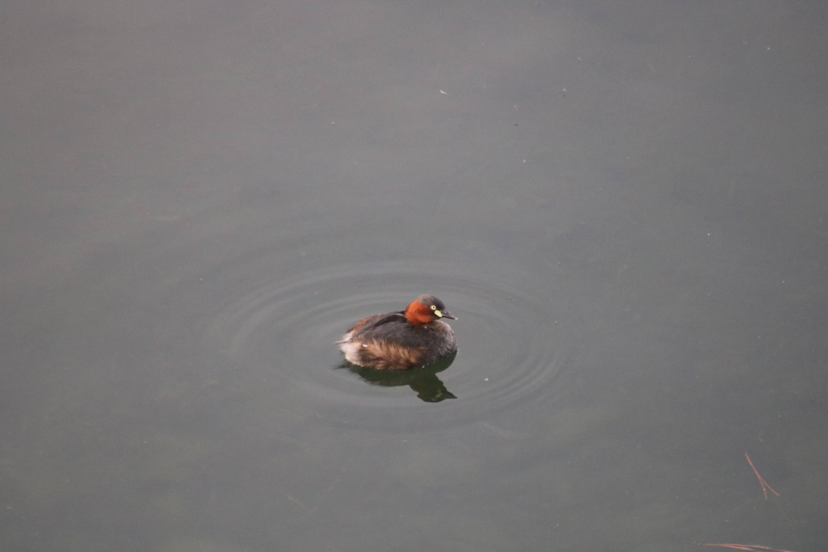 Little Grebe - Eric Shaphran