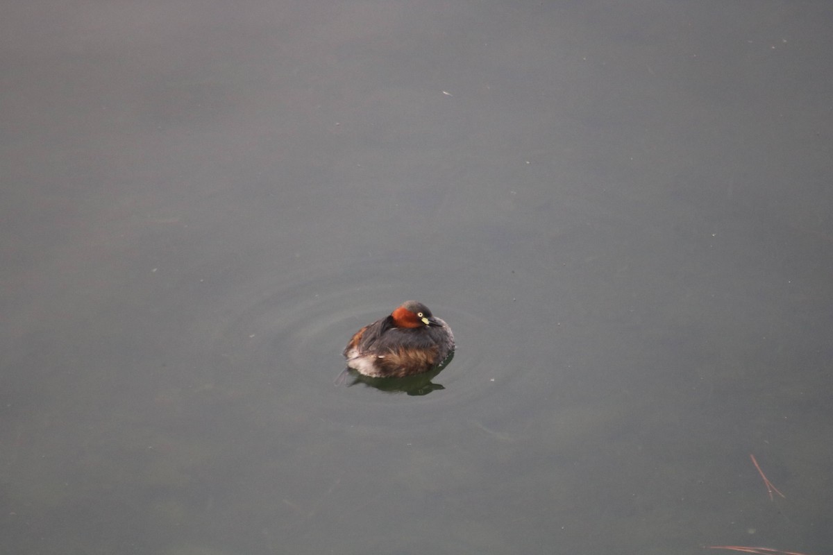 Little Grebe - ML617296006