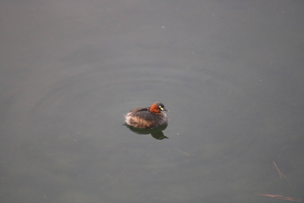 Little Grebe - ML617296007