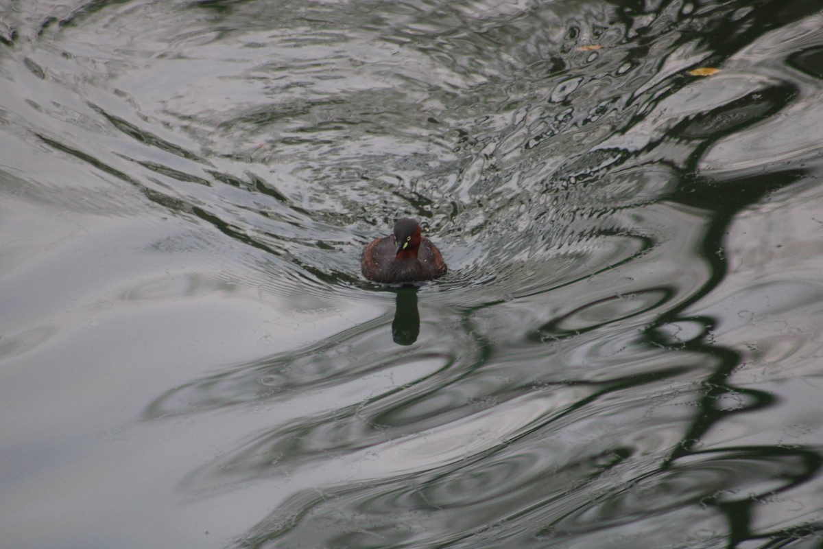 Little Grebe - ML617296008