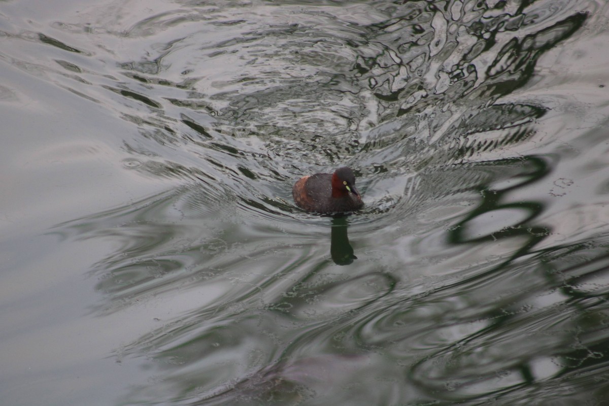 Little Grebe - ML617296009