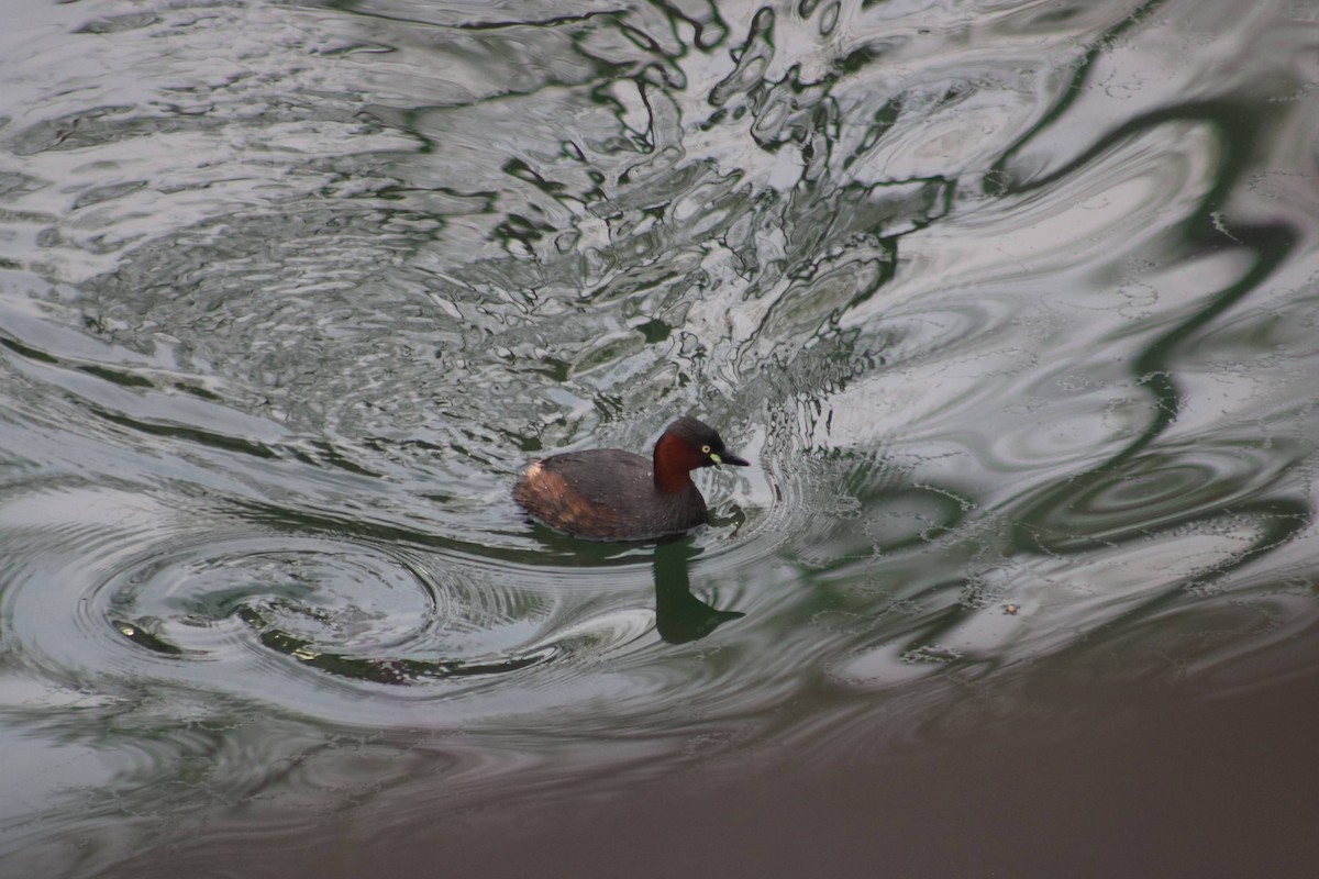 Little Grebe - ML617296010