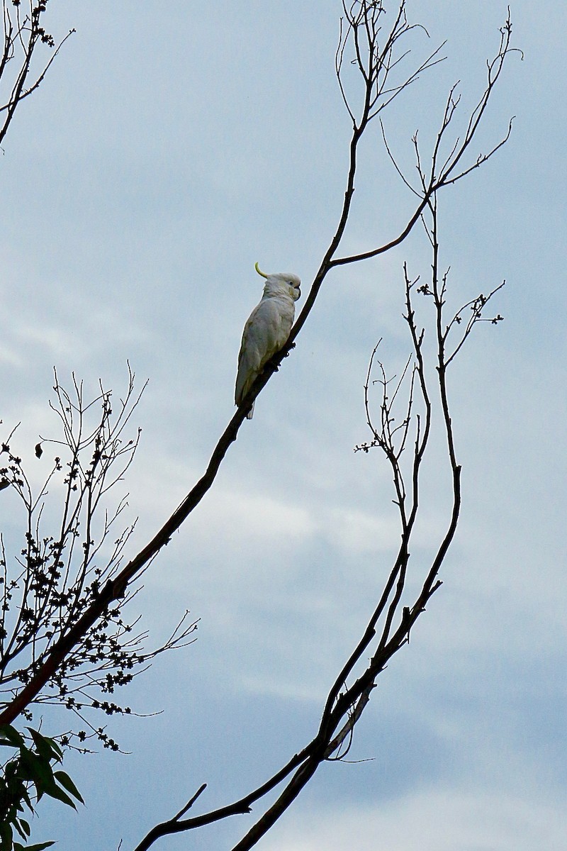 Sulphur-crested Cockatoo - ML617296068