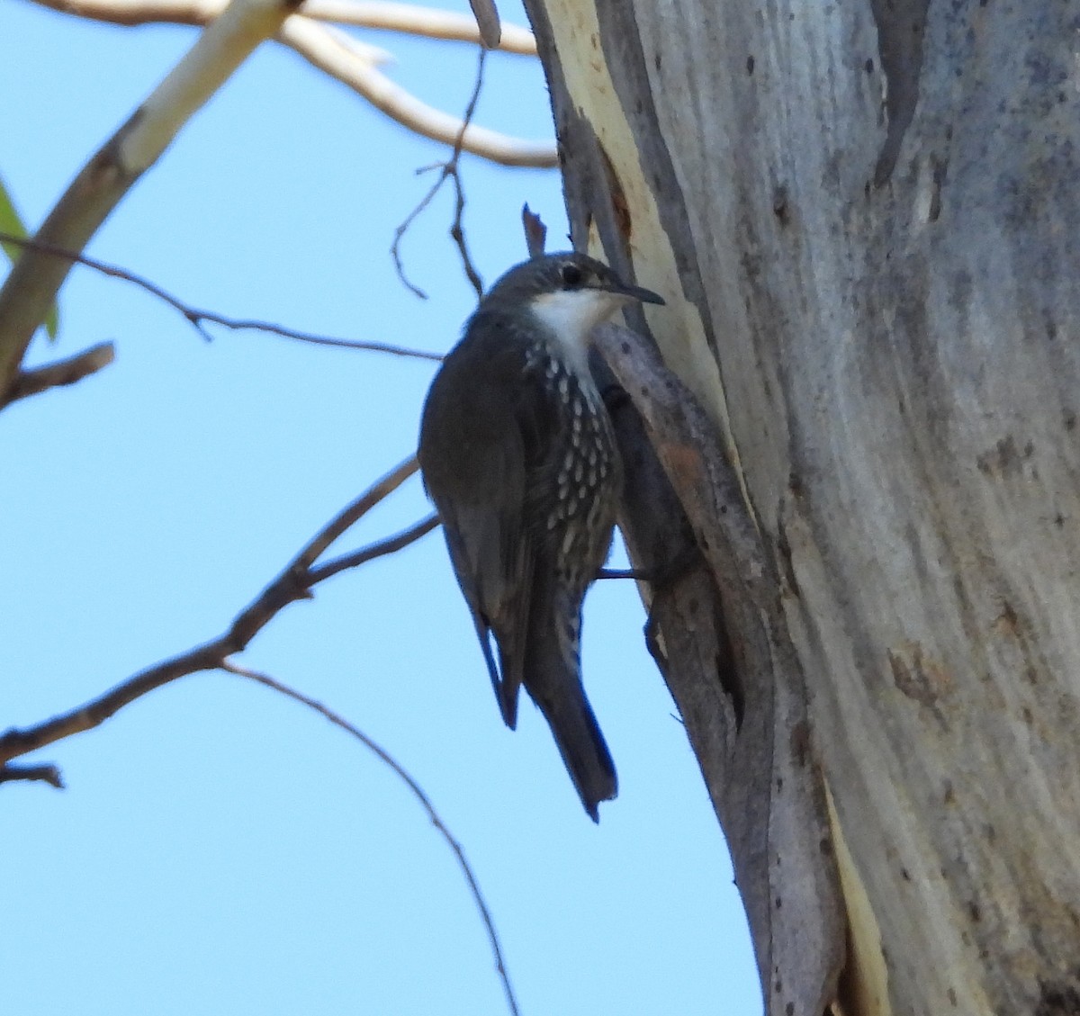 White-throated Treecreeper - ML617296089