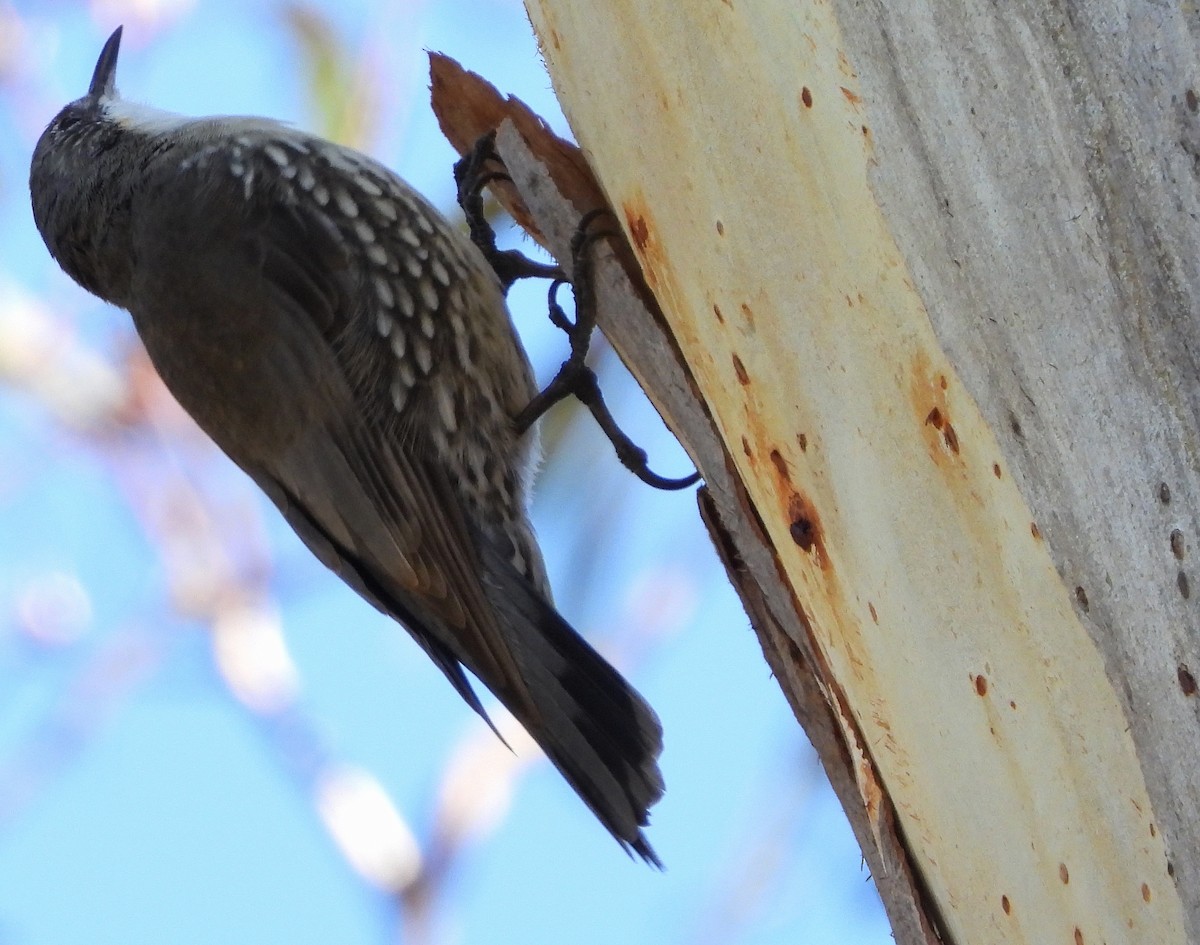 White-throated Treecreeper - ML617296094