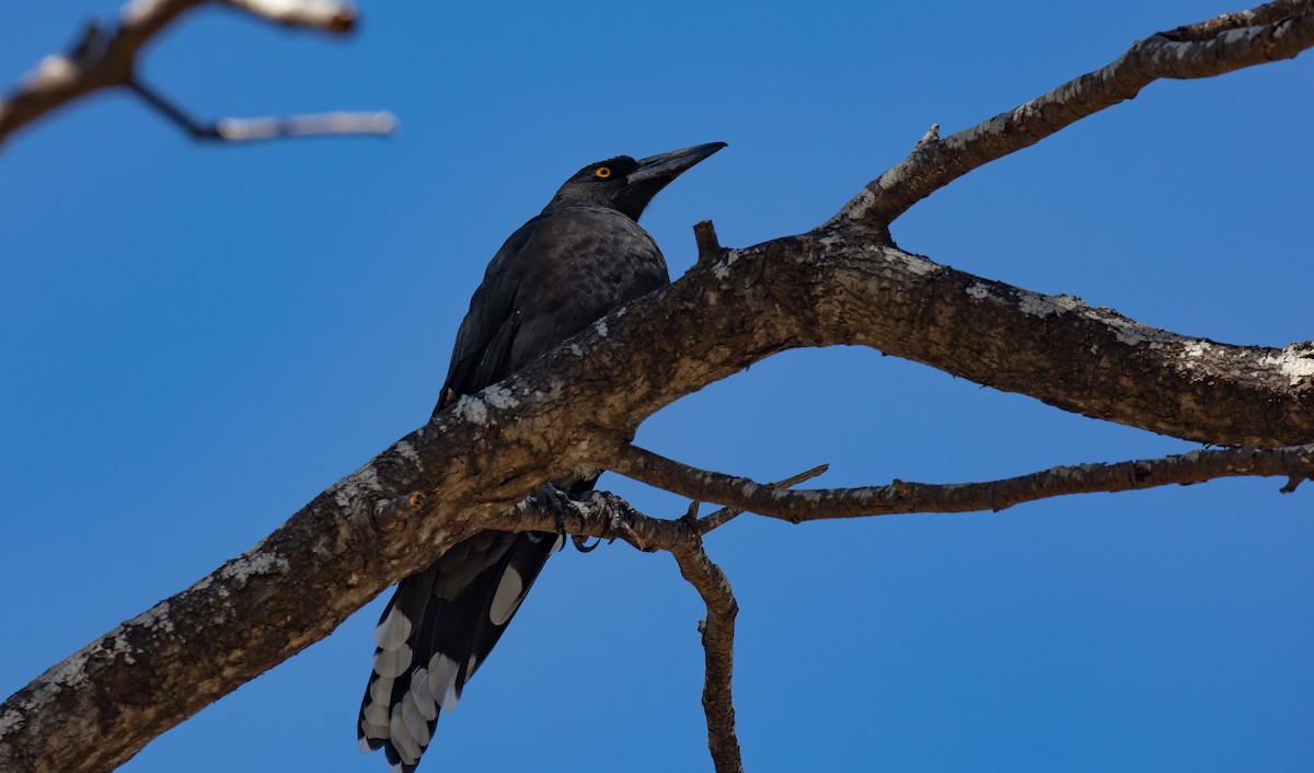 Black Currawong - ML617296174