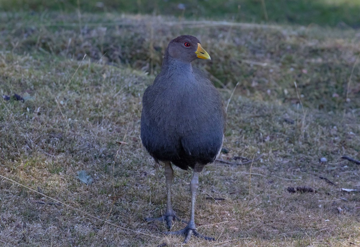 Grünfuß-Teichhuhn - ML617296178