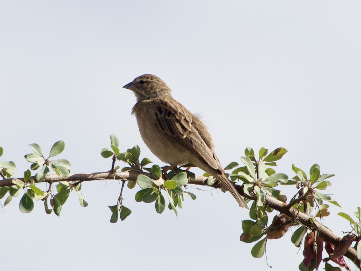 Lark-like Bunting - ML617296221