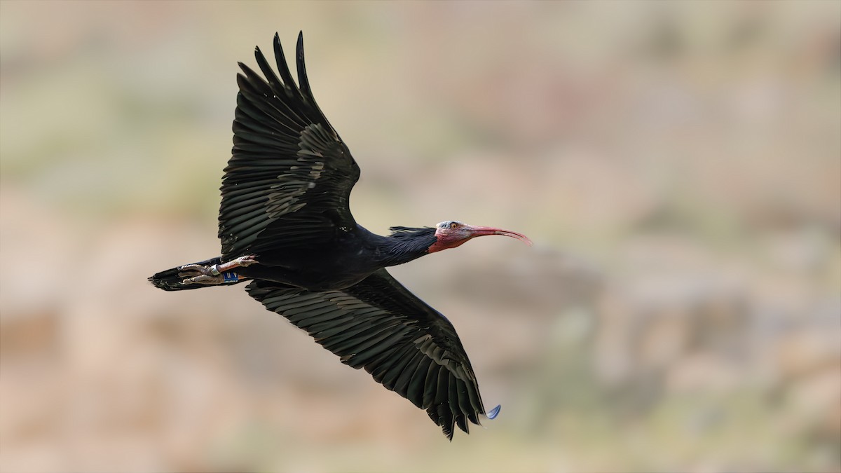 Northern Bald Ibis - ML617296233