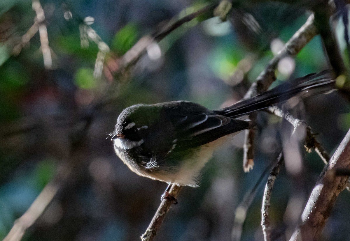 Gray Fantail (albiscapa) - ML617296240