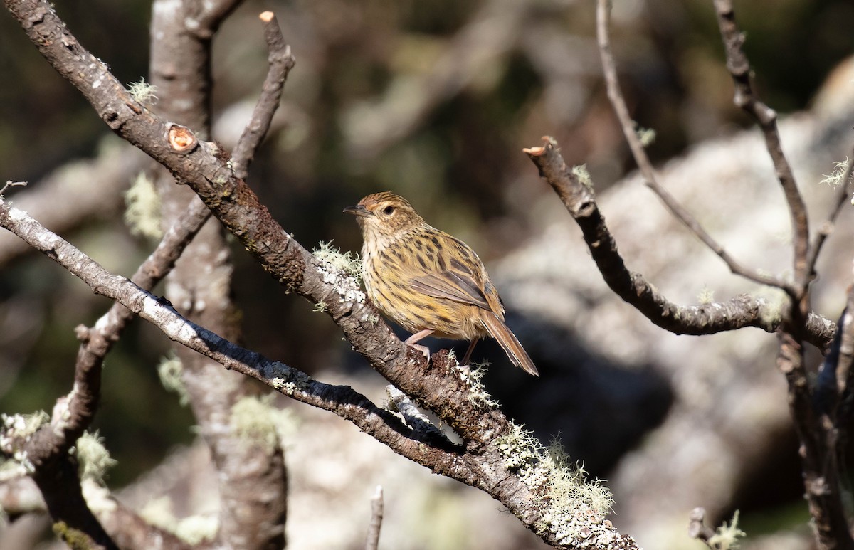 Striated Fieldwren - ML617296244