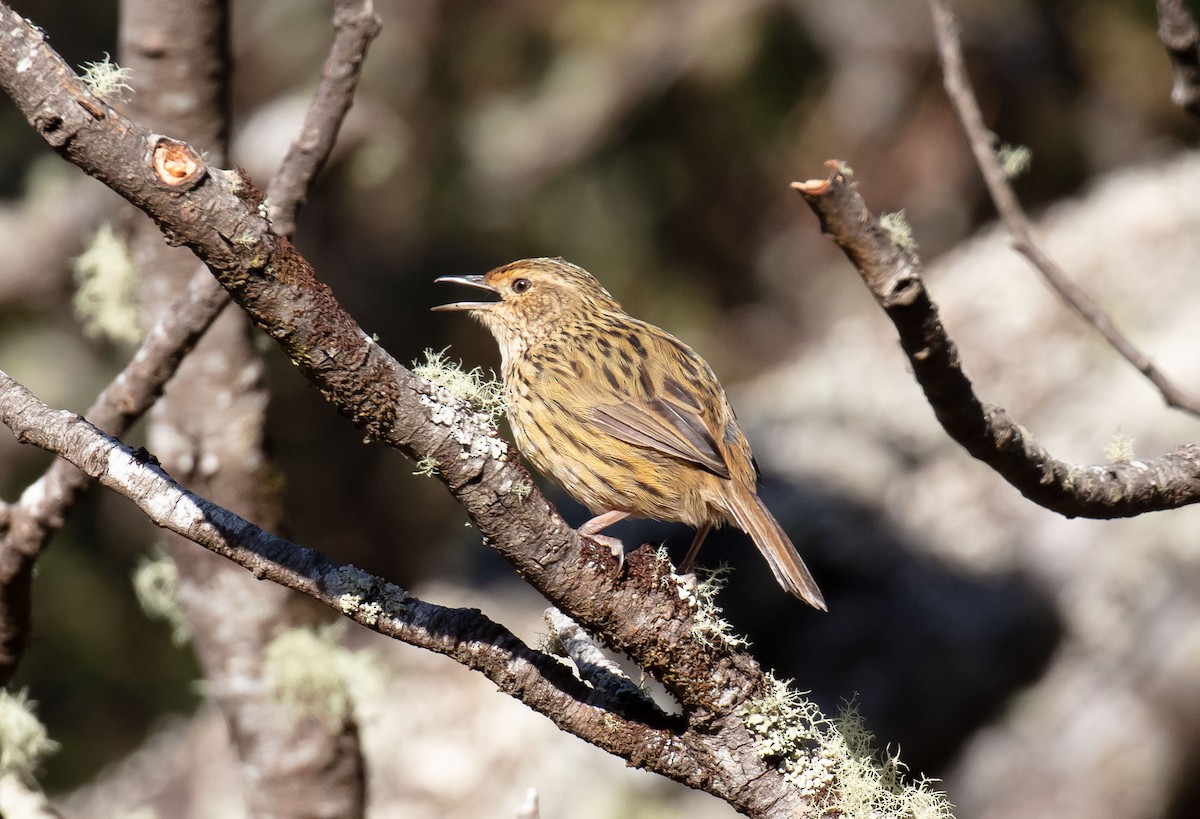 Striated Fieldwren - ML617296245