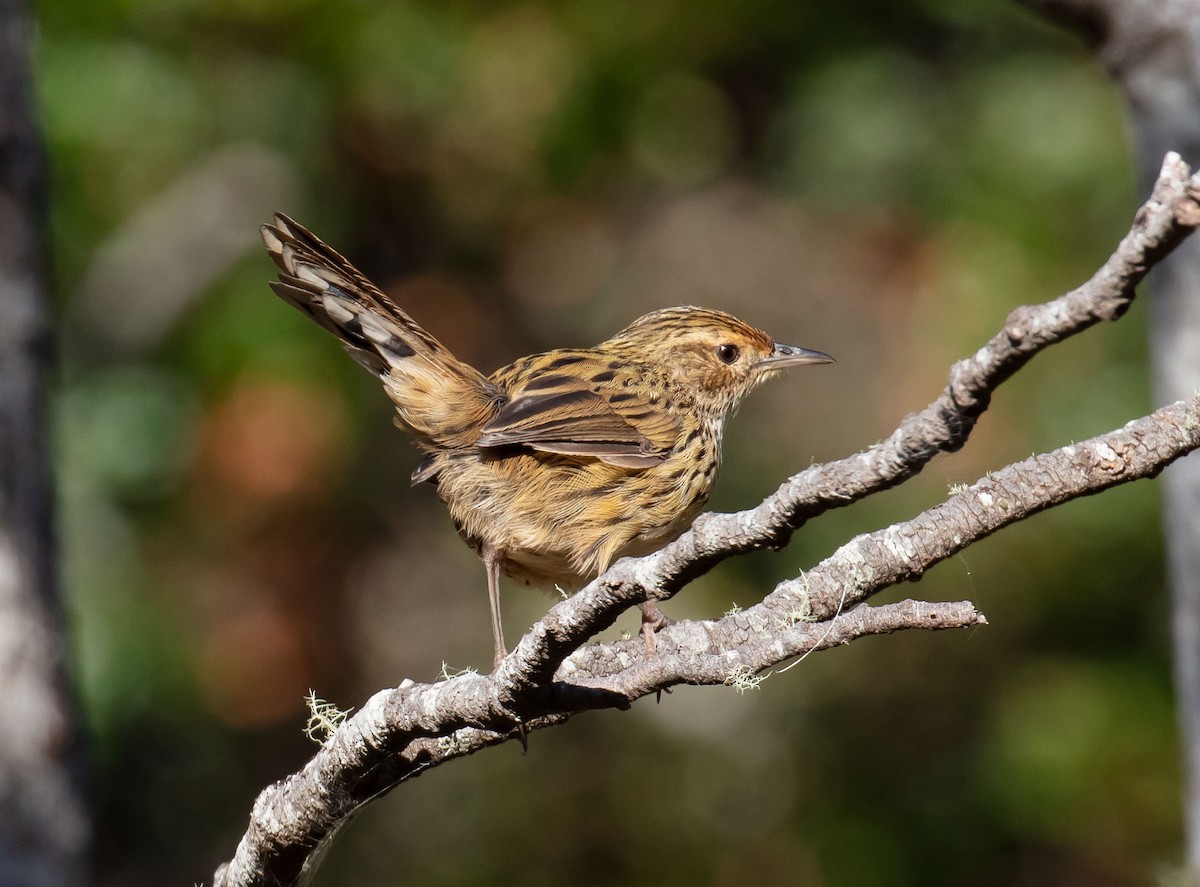 Striated Fieldwren - ML617296246