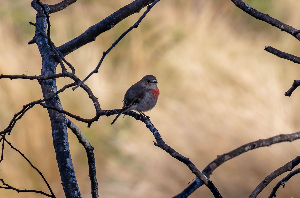 Scarlet Robin - ML617296247