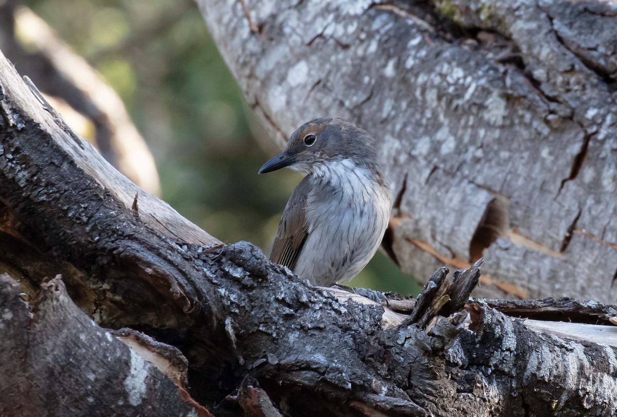 Gray Shrikethrush - ML617296252